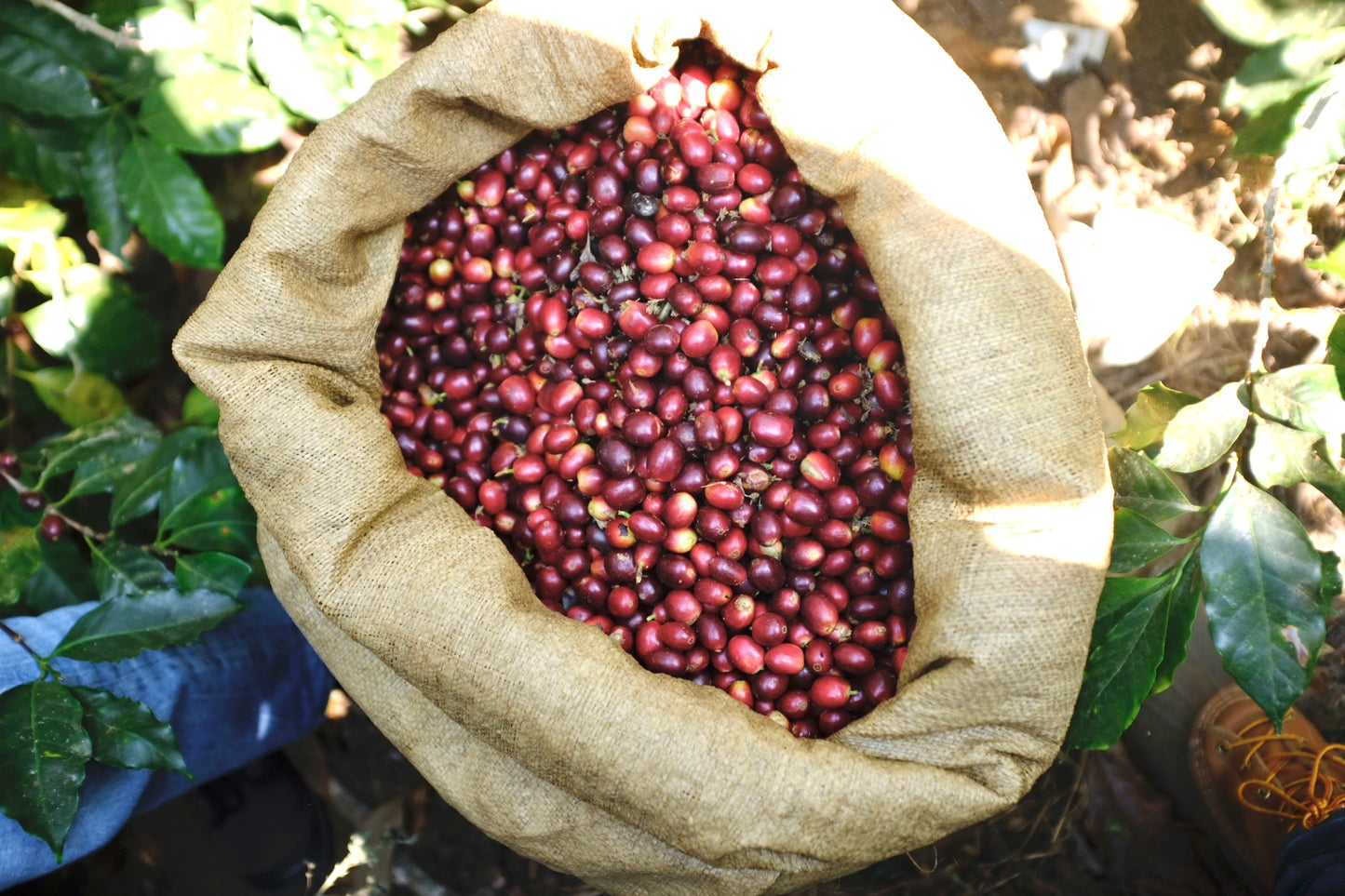 Guatemala San Lorenzo