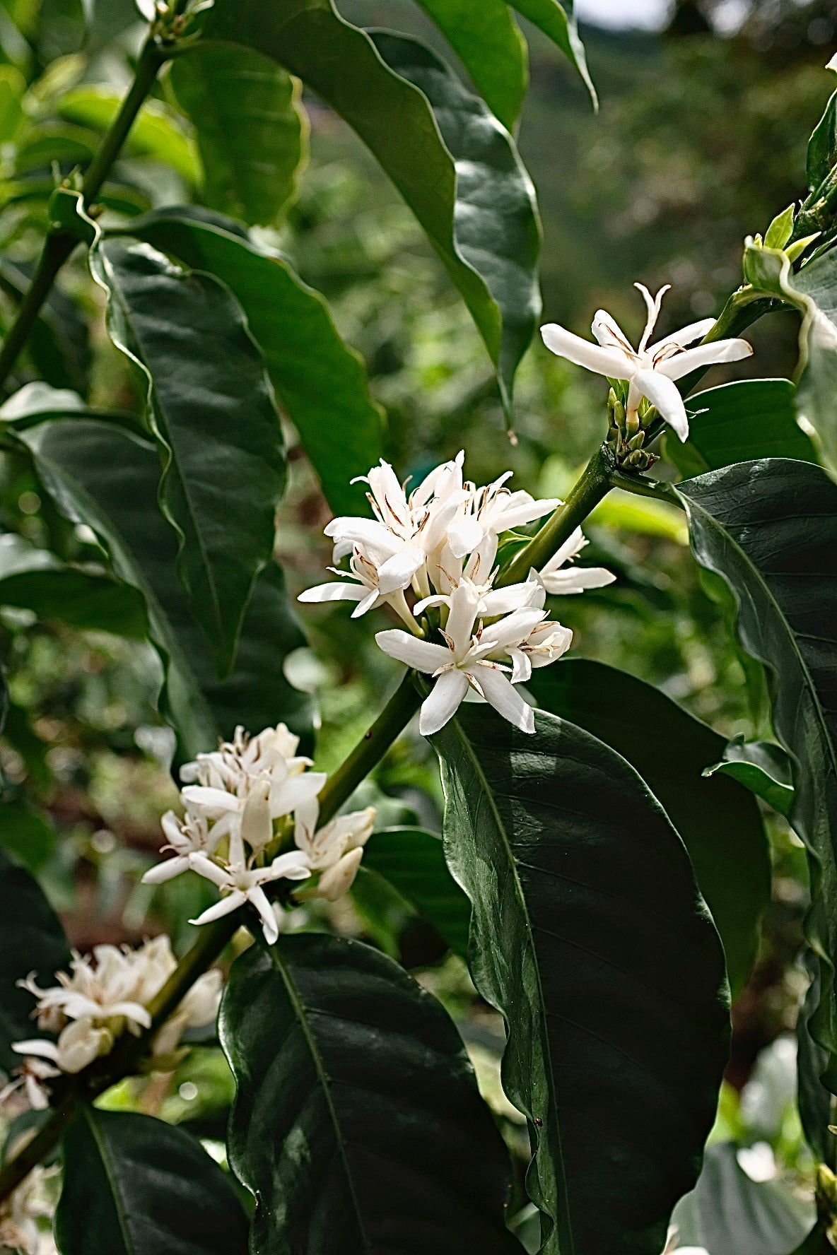 Colombia Suukala