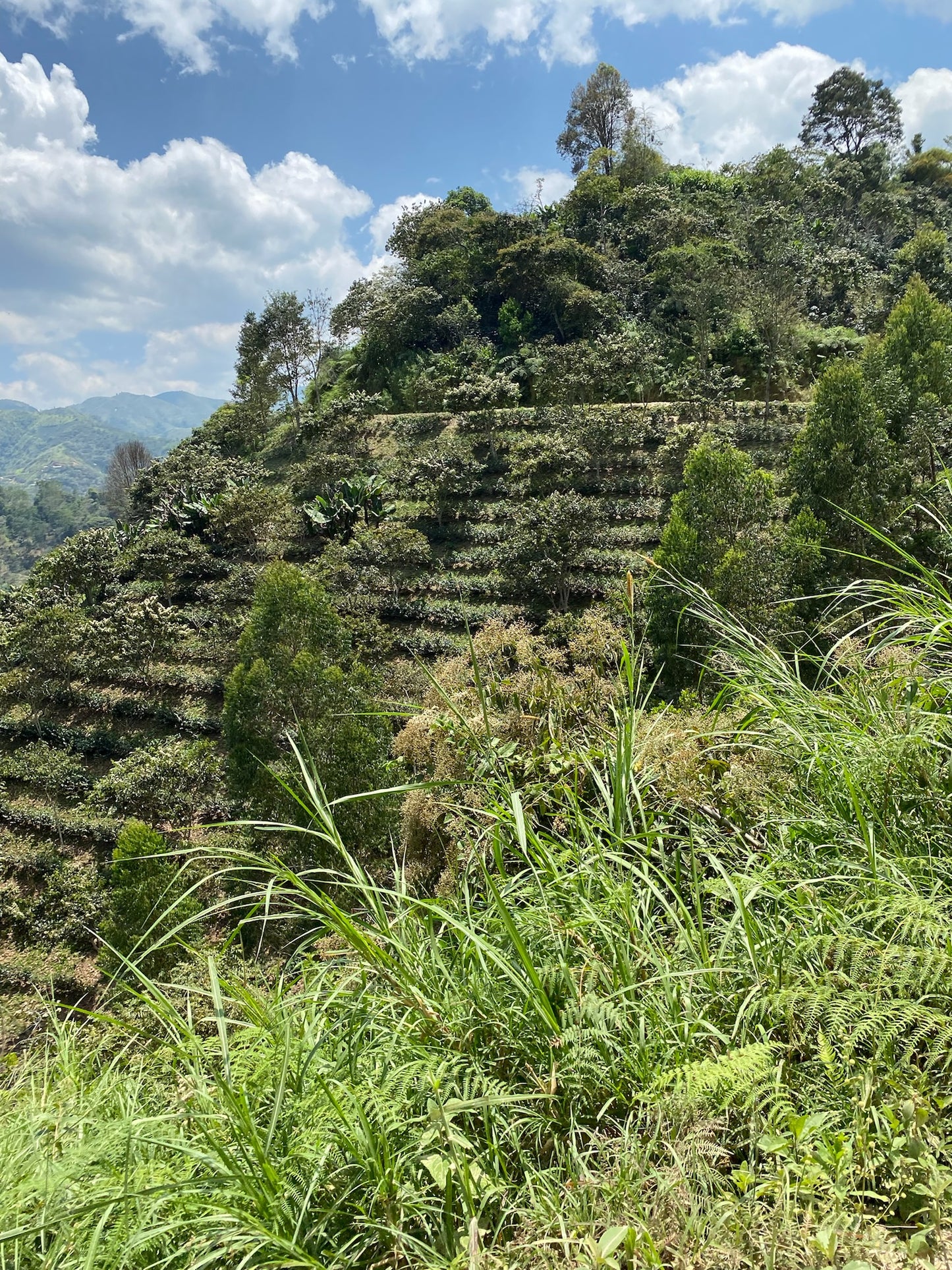 Peru San Antonio Natural Process