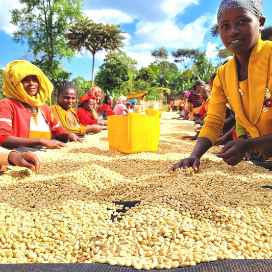 Ethiopia Banko Gotiti - Washed